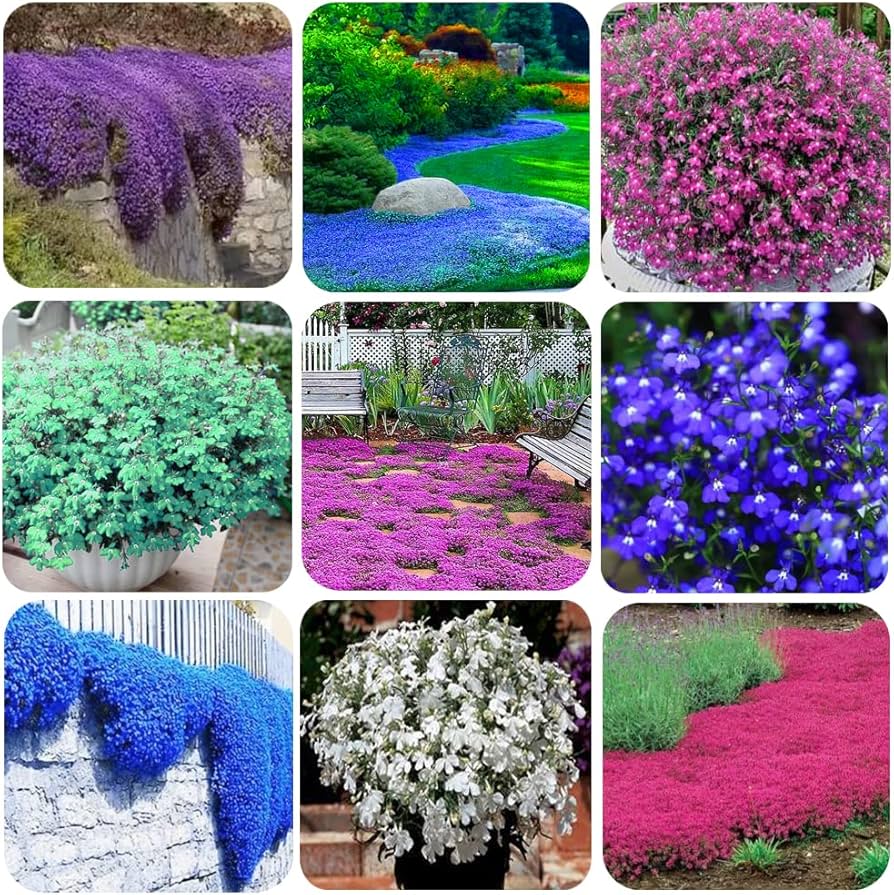 Ground cover flower seeds for borders, rock gardens, and landscape planting