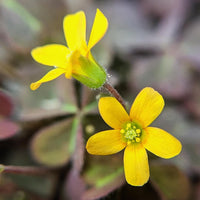 Creeping Woodsorrel Oxalis corniculata growing as a low green ground cover in a garden