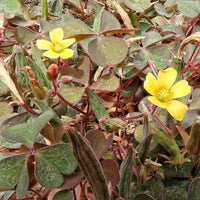 Creeping Woodsorrel featuring bright yellow flowers and dense green foliage in a landscape