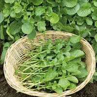 Cress seeds for planting in home gardens and containers