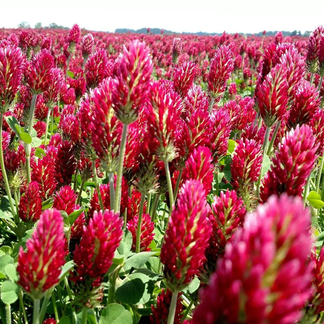 Crimson Clover plants with red flower heads