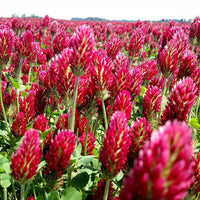 Crimson Clover plants with red flower heads