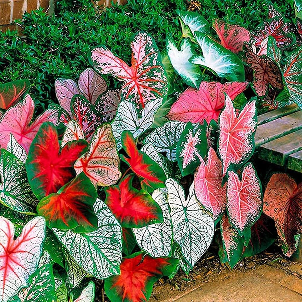 Crimson Sky Caladium bulbs for colorful shade garden planting.