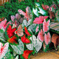 Crimson Sky Caladium bulbs for colorful shade garden planting.