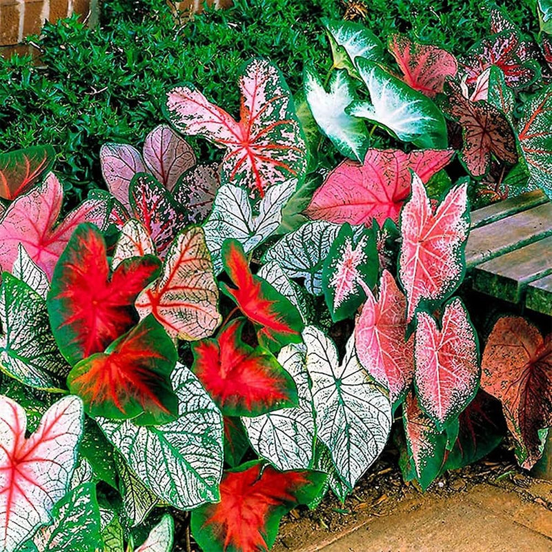 Crimson Sky Caladium bulbs for colorful shade garden planting.