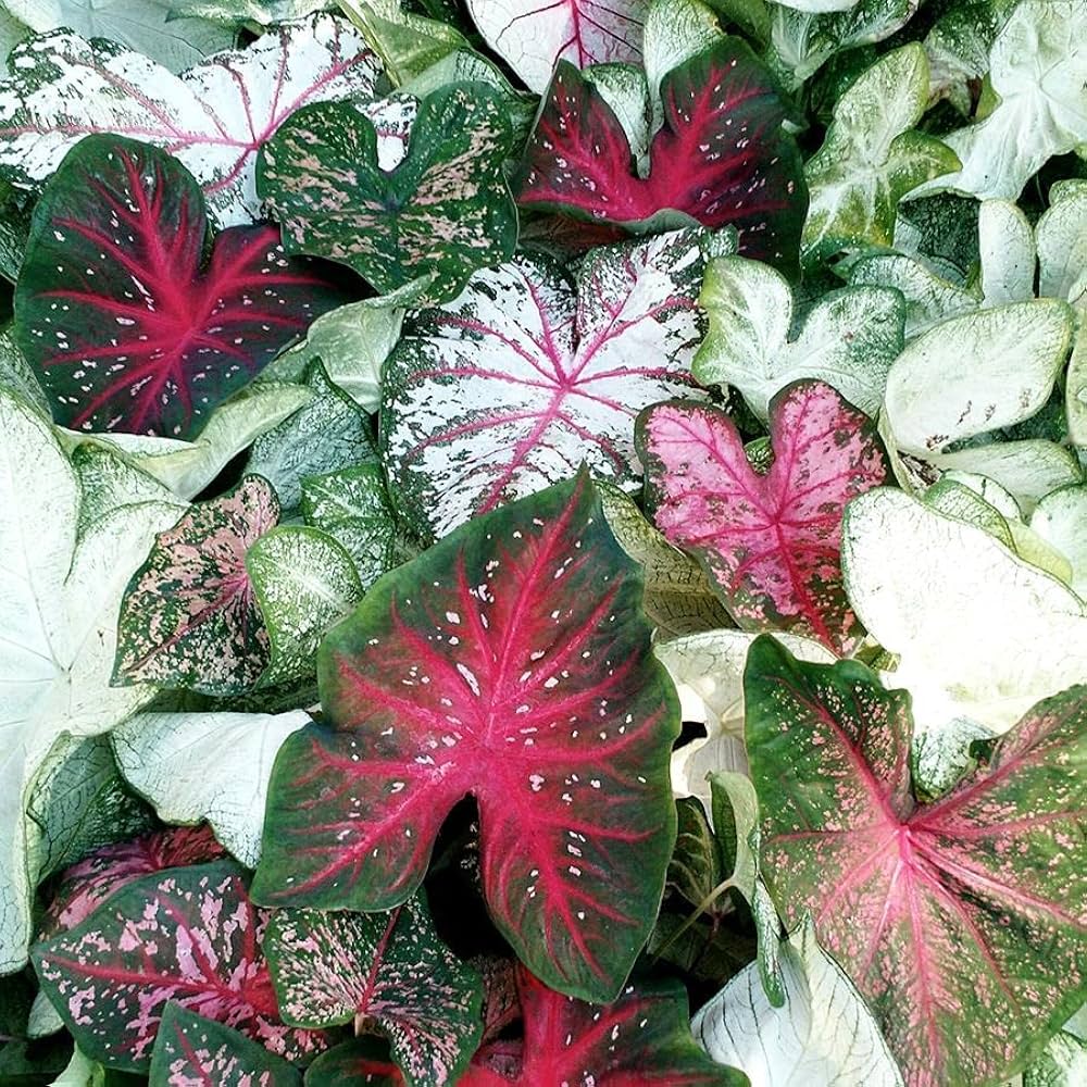 Crimson Sky Caladium with vibrant ornamental foliage.