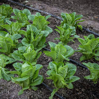 Fresh Little Gem lettuce growing from quality garden seeds
