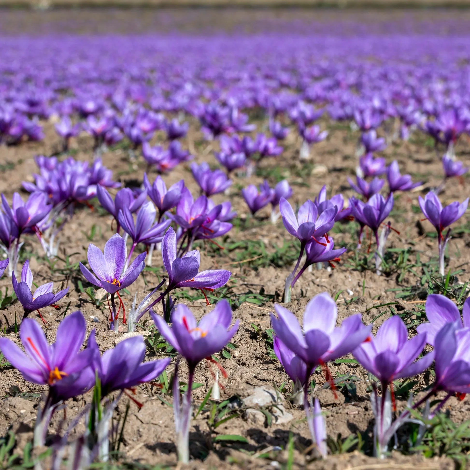 Purple Crocus Sativus flowers growing in an ornamental garden