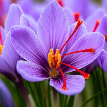 Crocus Sativus flower seeds for planting in home gardens and containers