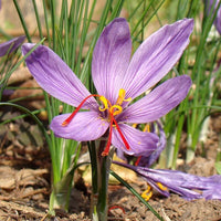Crocus sativus corms suitable for home gardens and containers.