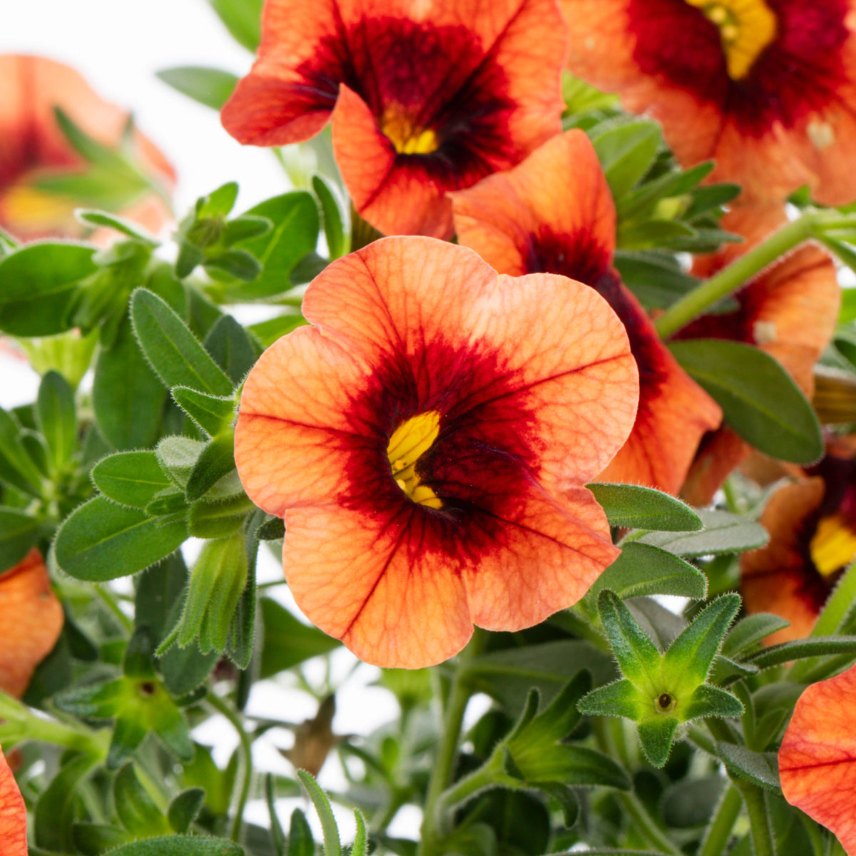 Orange Calibrachoa Flower seeds for Planting - Hardy Variety, Heirloom & GMO Free Seeds for Home Garden