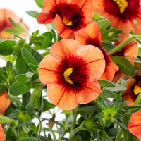 Orange Calibrachoa Flower seeds for Planting - Hardy Variety, Heirloom & GMO Free Seeds for Home Garden