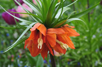 Fritillaria Imperialis Flower seeds for Planting Seasonal Bloomer Heirloom & GMO Free Seeds for Home Garden