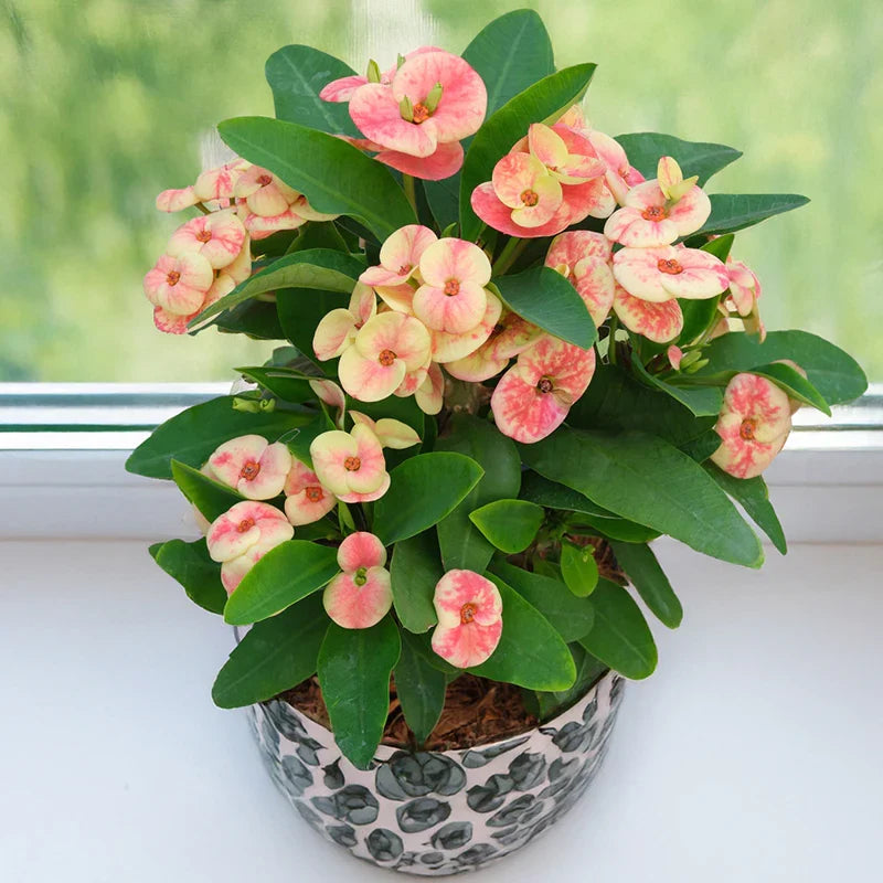 Mixed Crown of Thorns seeds for succulent collections and decorative landscape planting.