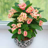 Mixed Crown of Thorns seeds for succulent collections and decorative landscape planting.