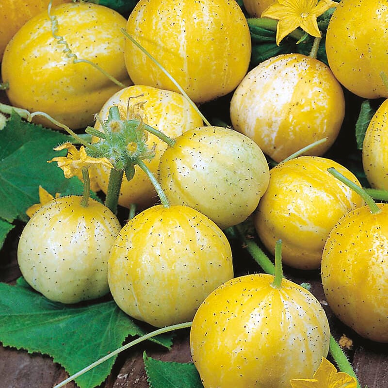 Crystal Lemon Cucumber growing in a home garden