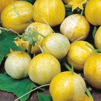 Crystal Lemon Cucumber growing in a home garden
