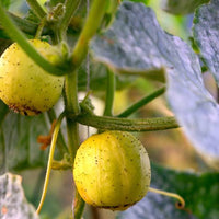 Heirloom Crystal Lemon Cucumber vegetable seeds
