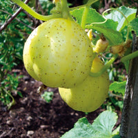 Crystal Lemon Cucumber seeds for planting
