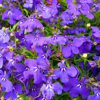 Heirloom Crystal Palace Lobelia with deep blue flowers growing in a garden