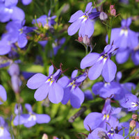 Crystal Palace Lobelia seeds for home flower garden planting