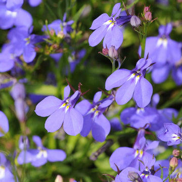 Crystal Palace Lobelia seeds for home flower garden planting