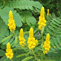 Yellow Candlestick Cassia Flower seeds for Planting - Hardy Variety, Heirloom & GMO Free Seeds for Home Garden