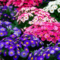 Mix Cineraria Flower seeds for Planting - Drought Tolerant, Heirloom & GMO Free Seeds for Home Garden