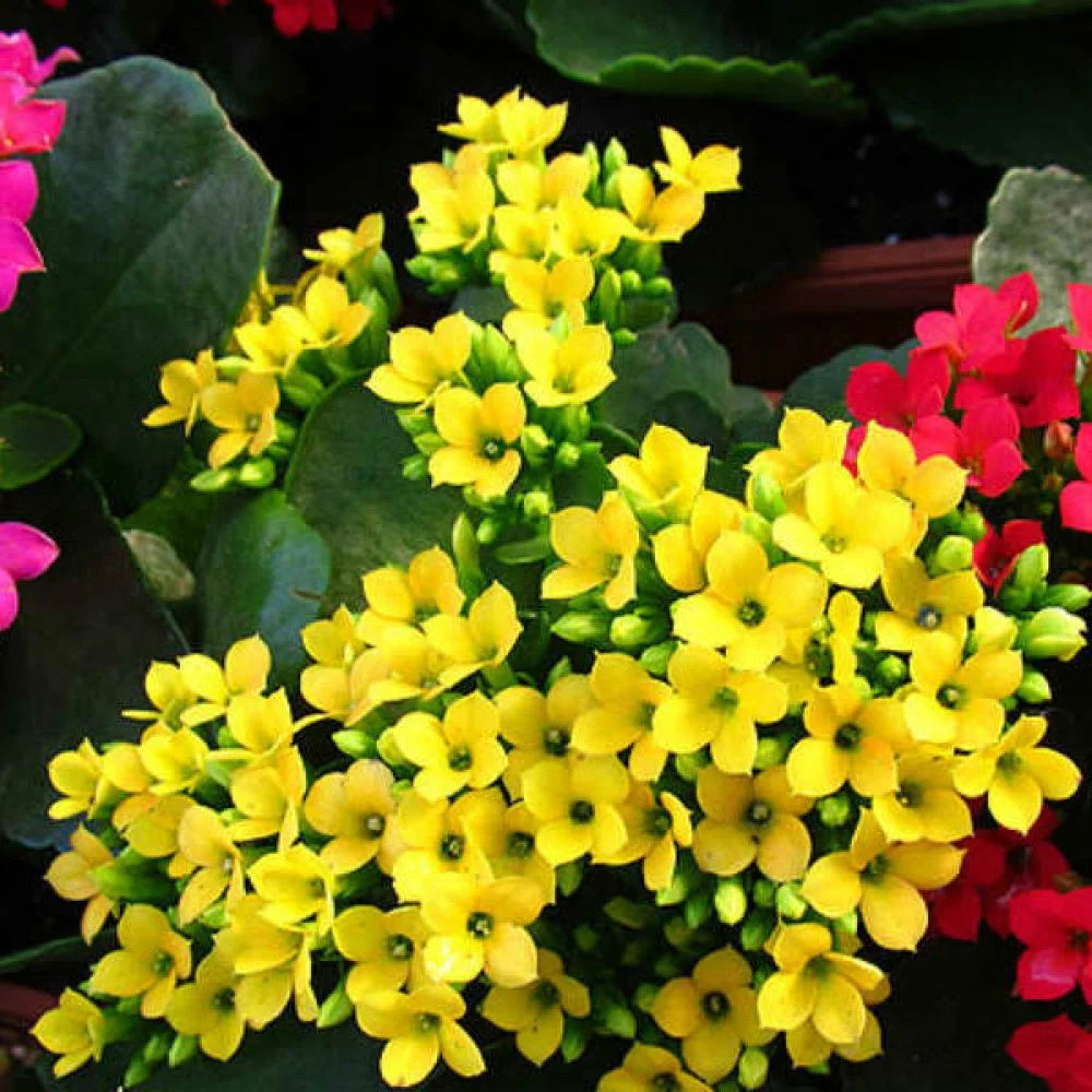 Mixed Kalanchoe Flower seeds for Planting - Fragrant Blossoms, Heirloom & GMO Free Seeds for Home Garden