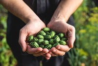 Cucamelon Seeds – Melothria scabra Non-GMO Mini Watermelon Vine