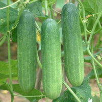 Cucumber seeds for home vegetable garden planting