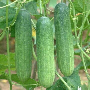 Cucumber seeds for home vegetable garden planting