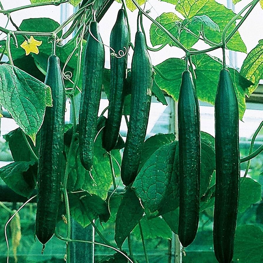 Healthy cucumber vines growing in a raised vegetable bed.