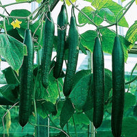 Healthy cucumber vines growing in a raised vegetable bed.