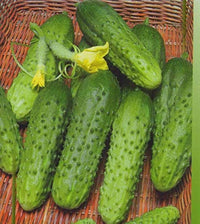 Fresh green cucumbers developing on vigorous Cucumis sativus vines.
