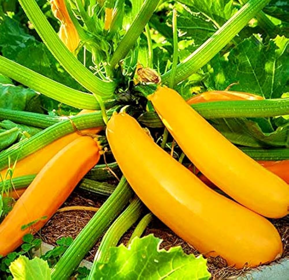 Spaceship Squash seedlings sprouting from Non GMO Cucurbita maxima seeds