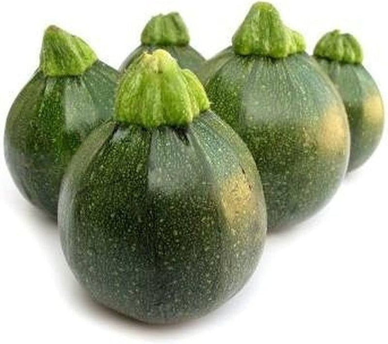 Cucurbita pepo Summer Squash seeds