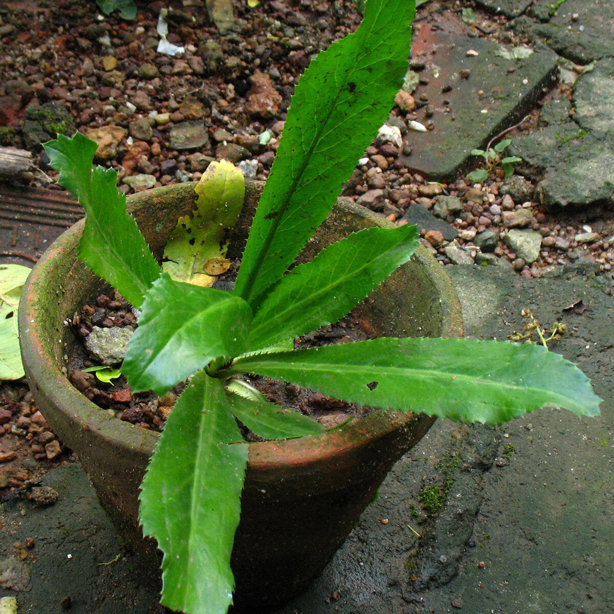 Culantro (Eryngium foetidum) herb seeds for home herb gardens and container planting