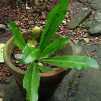 Culantro (Eryngium foetidum) herb seeds for home herb gardens and container planting
