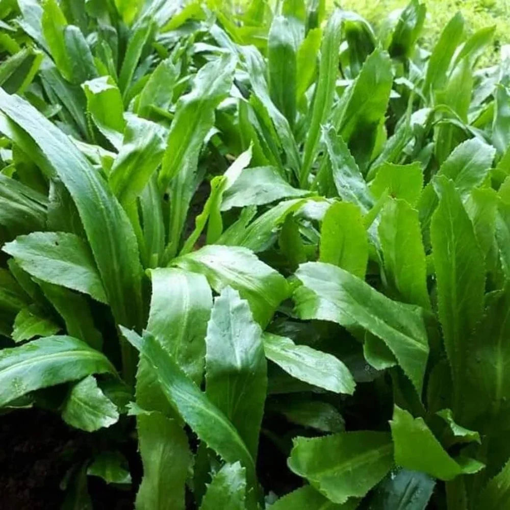 Fresh Culantro leaves harvested from a home herb garden
