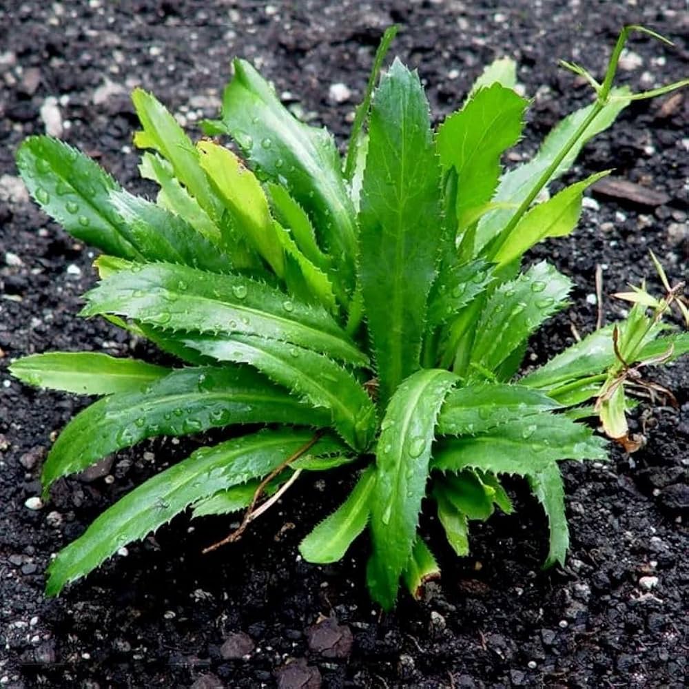 Culantro plants growing in a raised garden bed