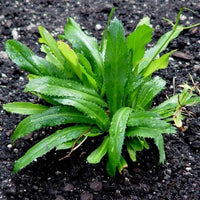 Culantro plants growing in a raised garden bed
