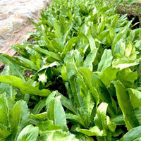 Fresh green Culantro leaves growing in a garden.