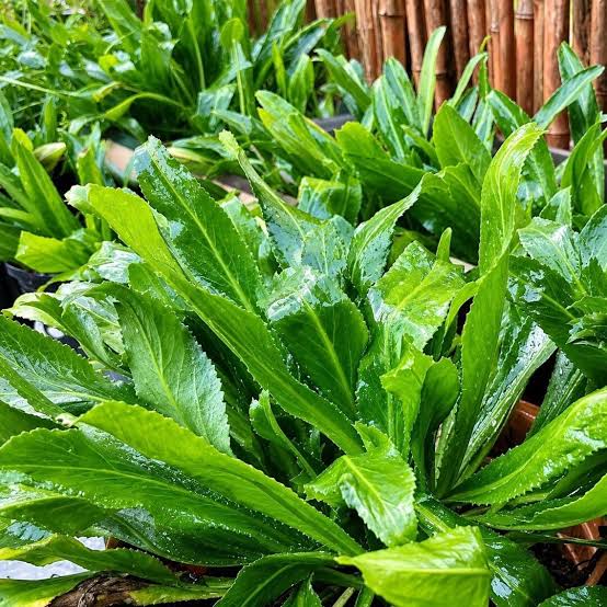 Culantro seeds for home herb garden planting