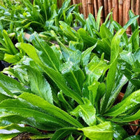 Culantro seeds for home herb garden planting