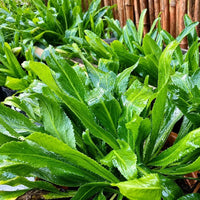 Culantro seeds for herb garden planting.