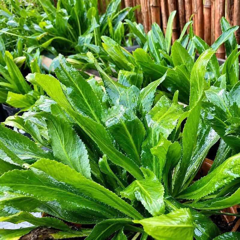 Culantro seeds for herb garden planting.