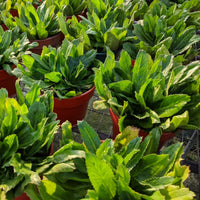 Fresh culantro herb growing from quality seeds in a home garden container