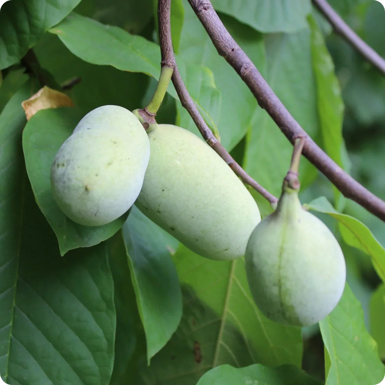 Cultivated Improved Pawpaw (Asimina triloba) seeds for planting in home gardens