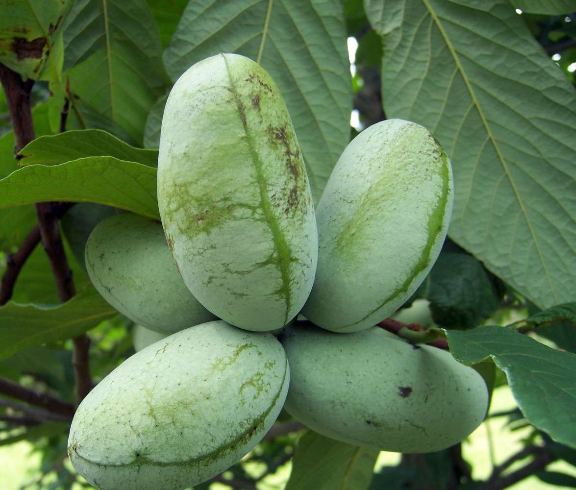 Heirloom Pawpaw fruit tree seeds suitable for orchards and landscape planting